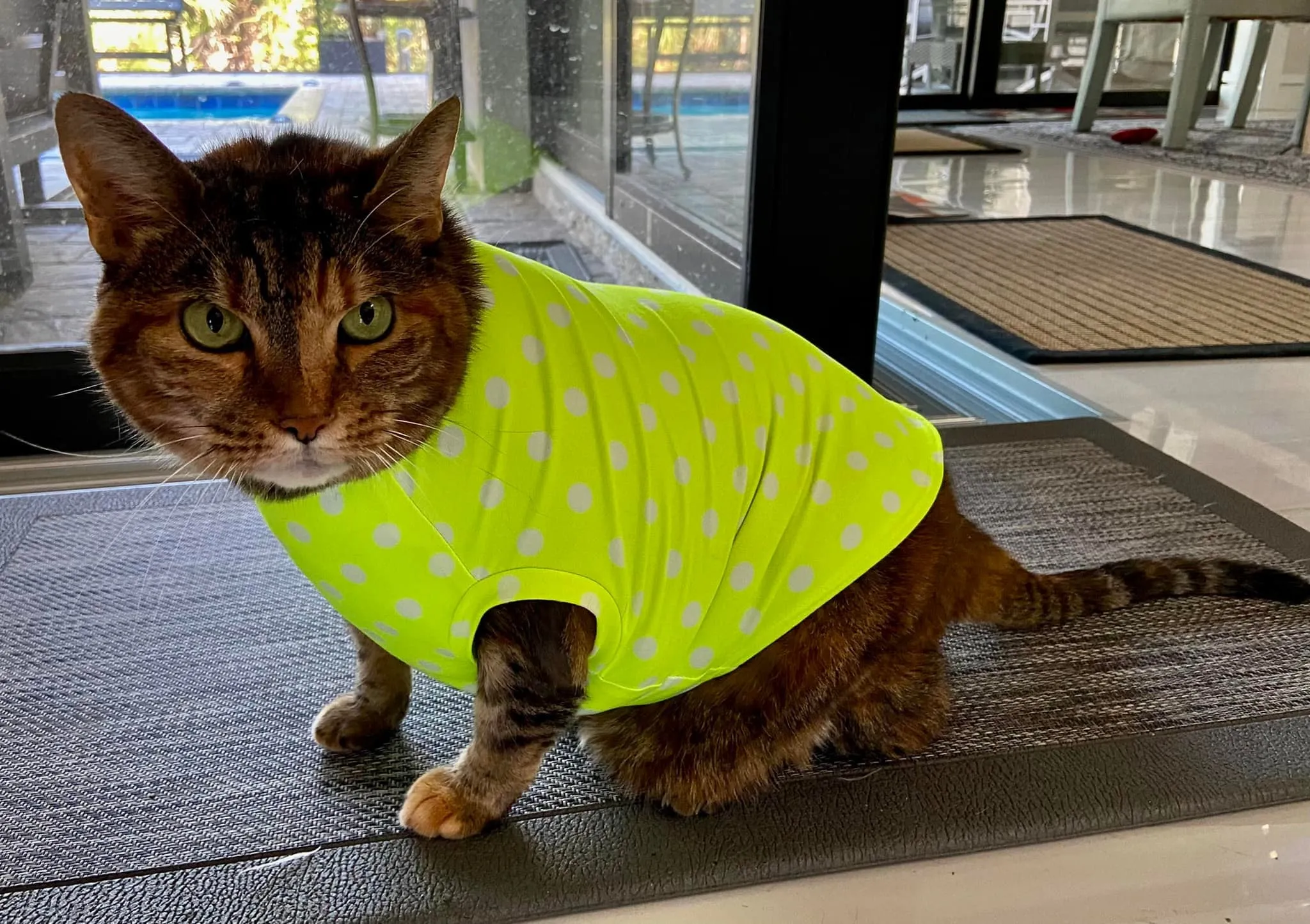 Pet Pullover PDF Sewing Pattern