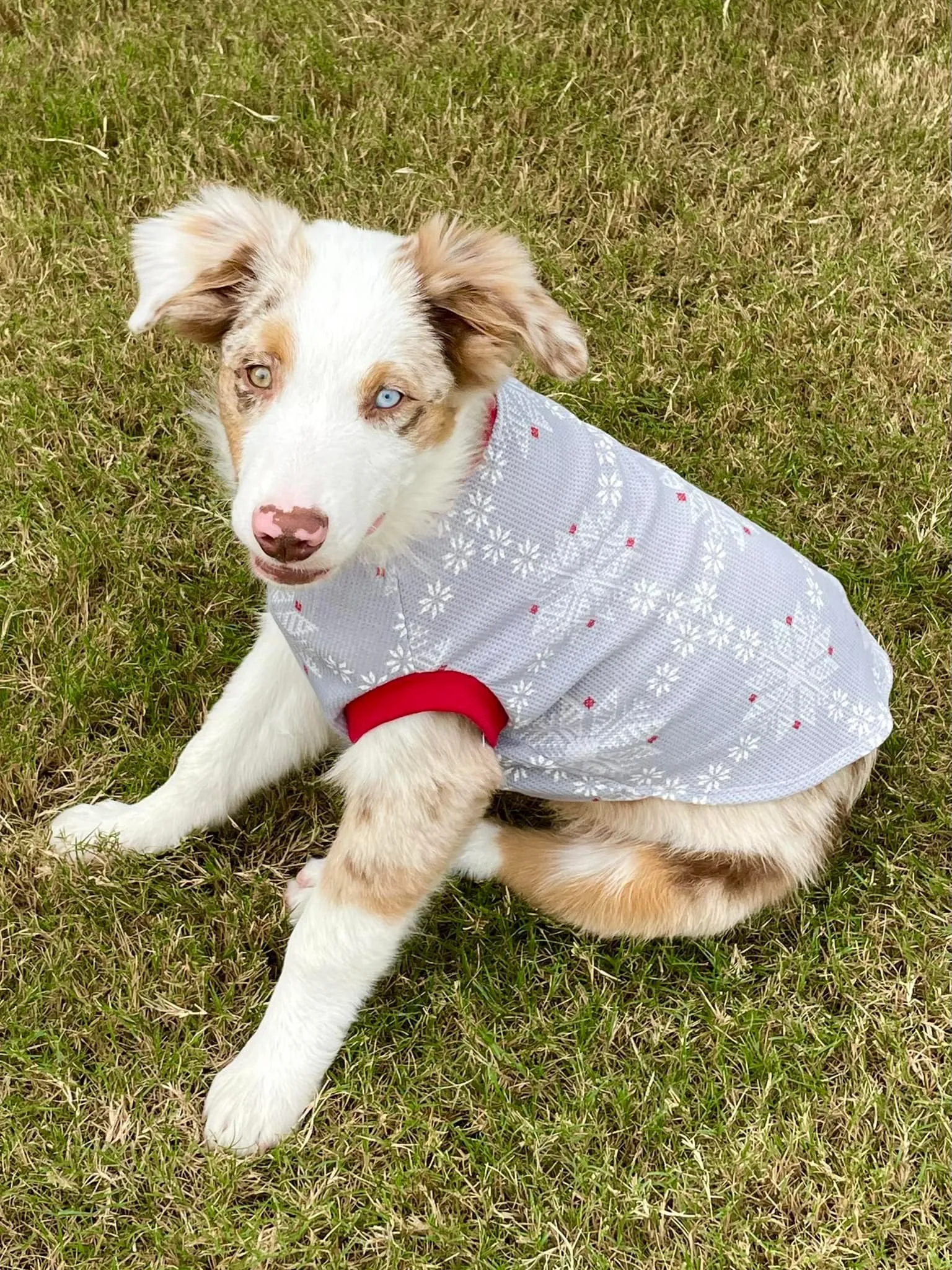 Pet Pullover PDF Sewing Pattern